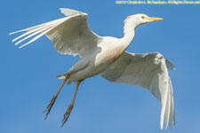 cattle egret